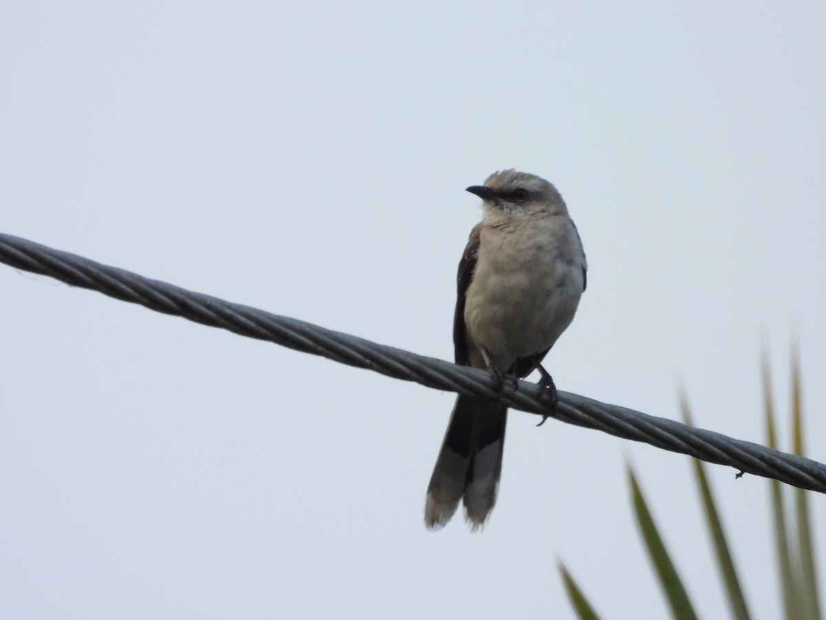 Tropical Mockingbird - Manuel Pérez R.