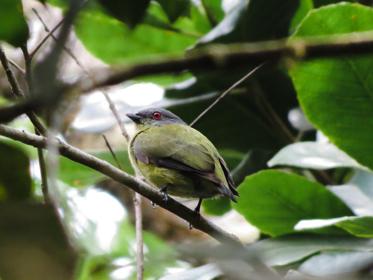White-crowned Manakin - ML618143820