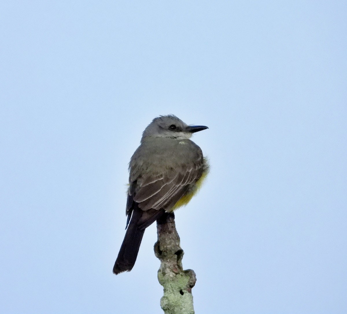 Tropical Kingbird - Manuel Pérez R.