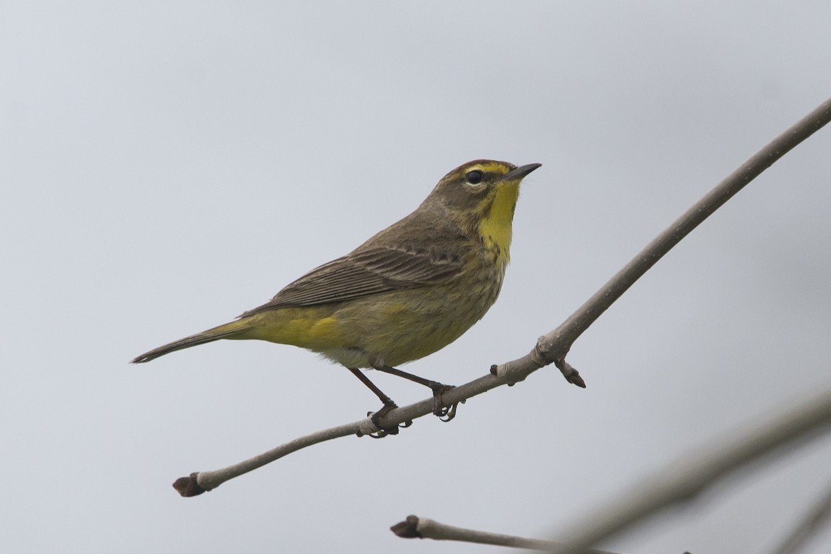 Palm Warbler - ML618143828