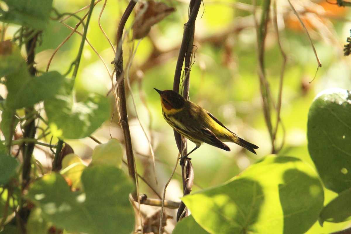 Cape May Warbler - Anonymous