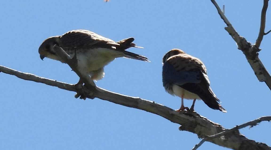 American Kestrel - Julie Furgason