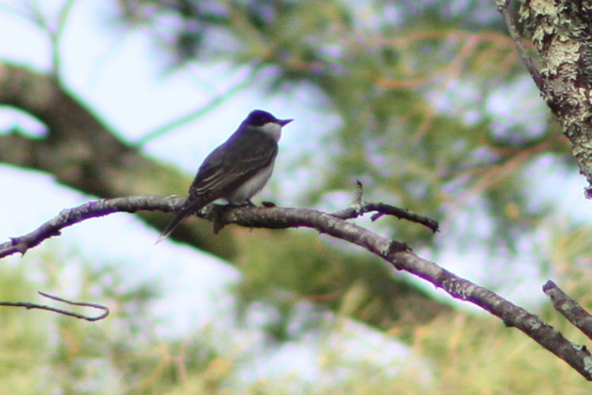 Eastern Kingbird - ML618143852