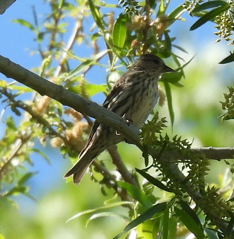 Pine Siskin - Julie Furgason