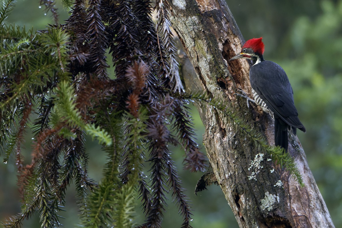 Lineated Woodpecker - Martjan Lammertink