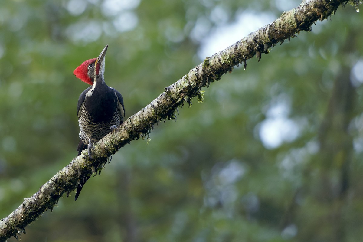 Lineated Woodpecker - Martjan Lammertink