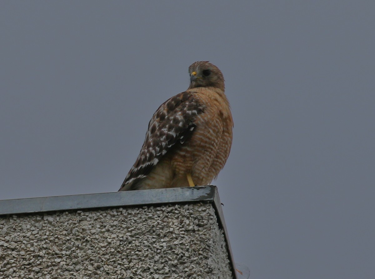 Red-shouldered Hawk - Mark Wilson