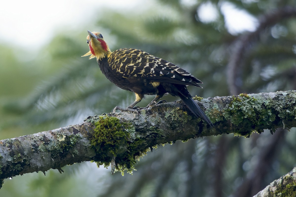 Blond-crested Woodpecker - Martjan Lammertink