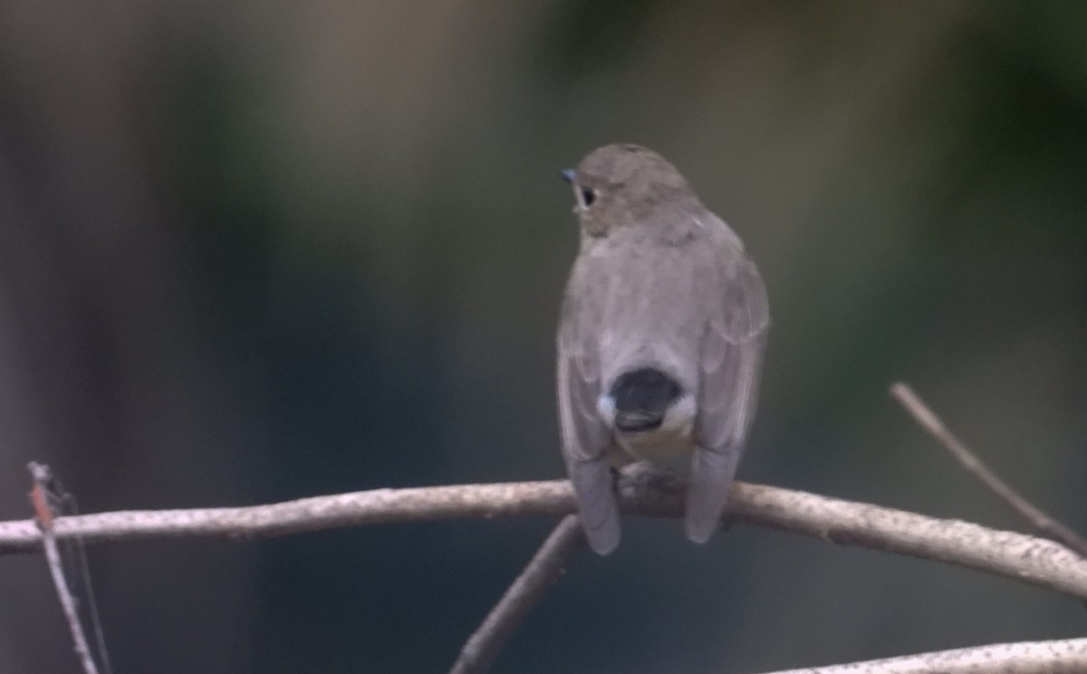 Taiga Flycatcher - tina shangloo