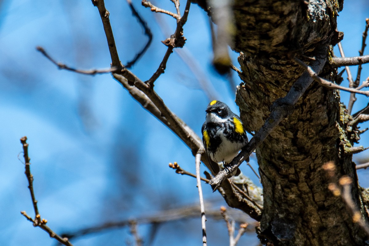 Yellow-rumped Warbler - Joshua  Vincent