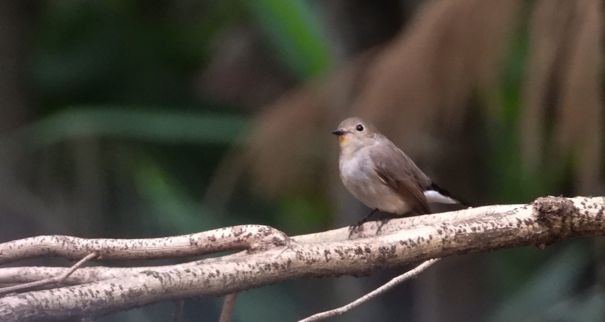 Taiga Flycatcher - tina shangloo