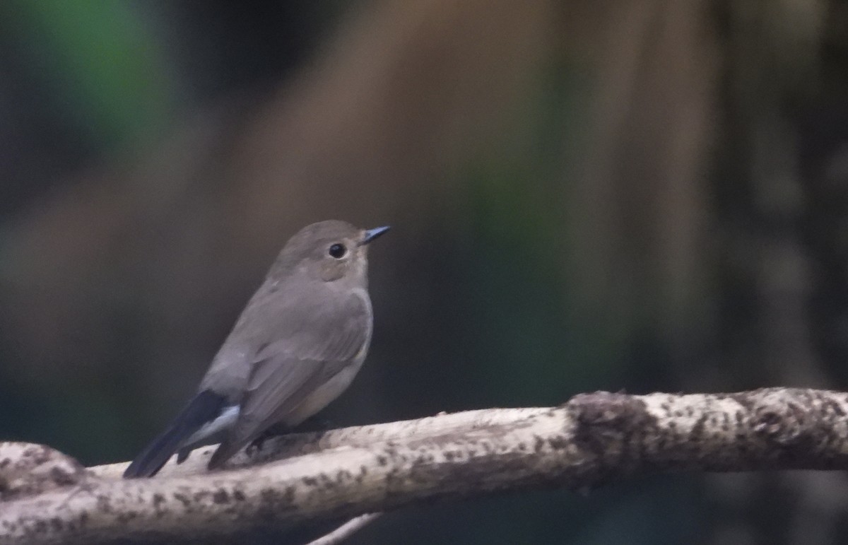 Taiga Flycatcher - ML618143938