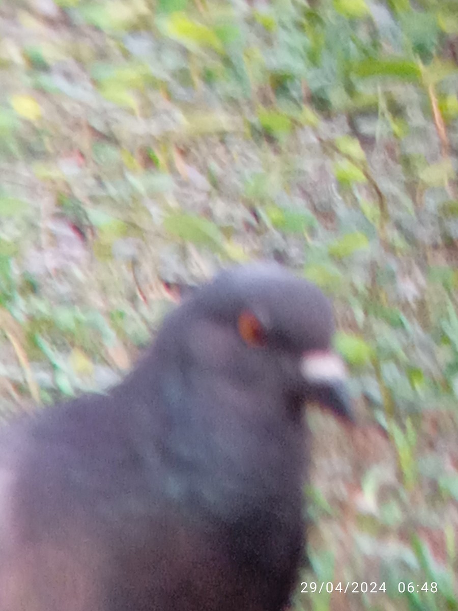 Rock Pigeon (Feral Pigeon) - ML618143953