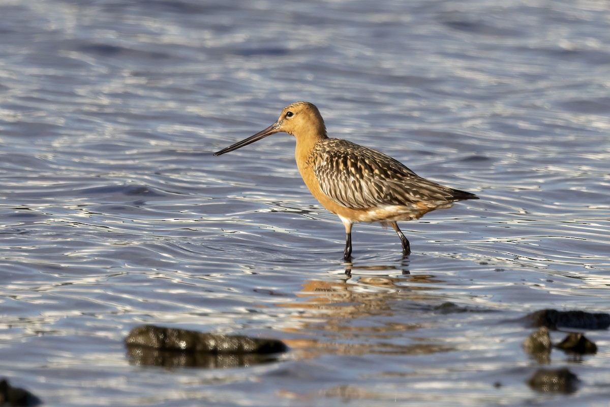 Bar-tailed Godwit - Delfin Gonzalez