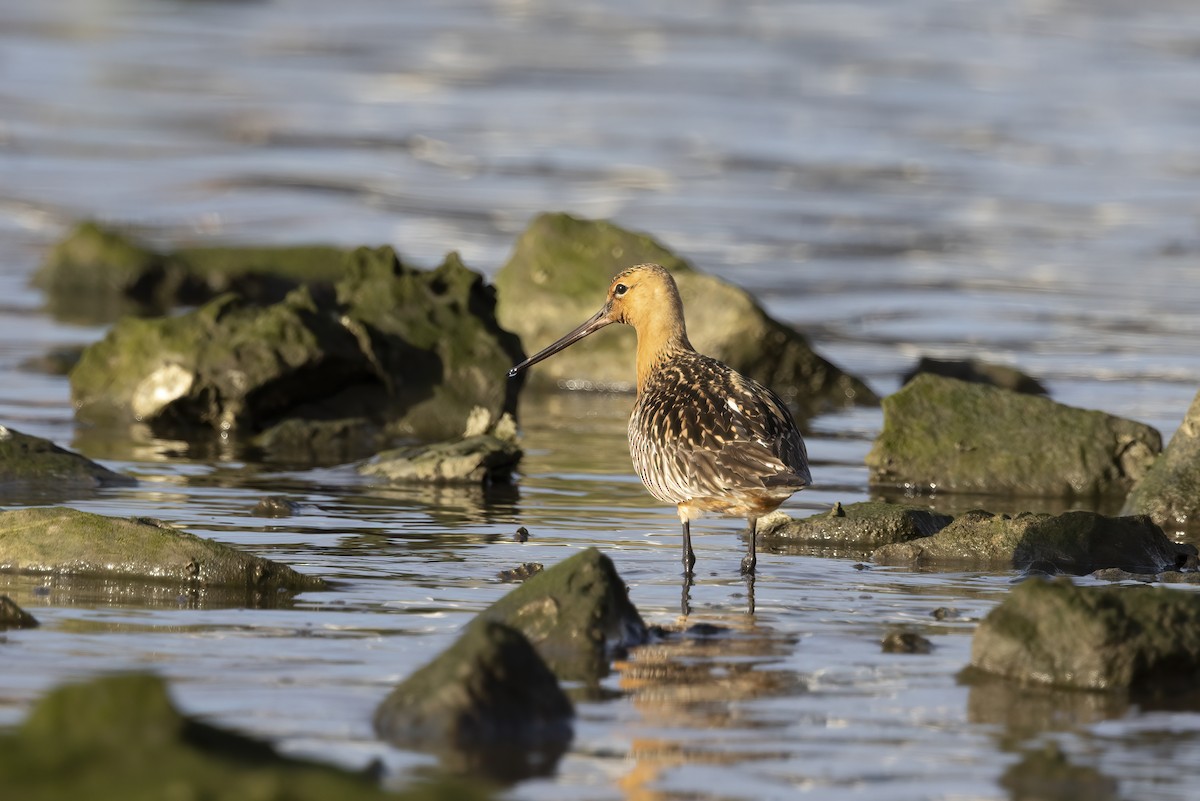 Bar-tailed Godwit - ML618143973