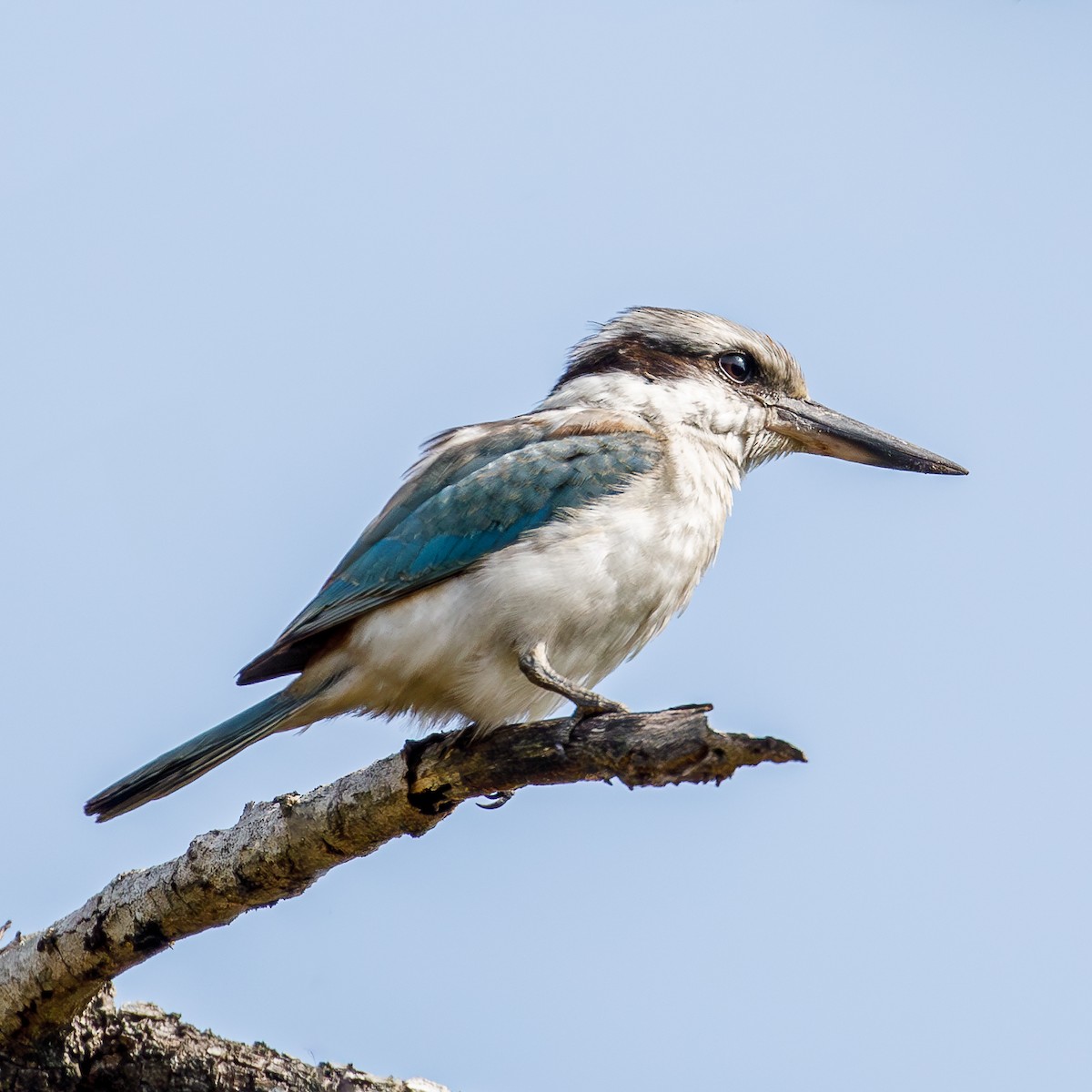 Red-backed Kingfisher - Kev Bates