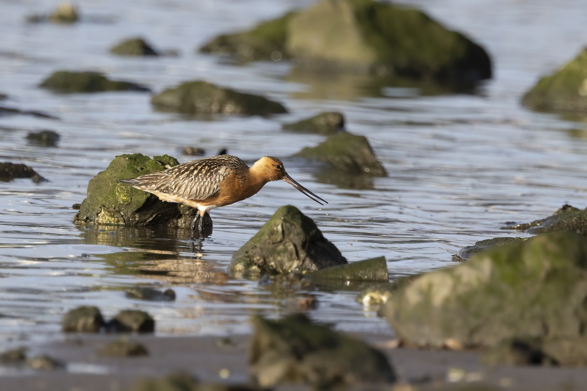 Bar-tailed Godwit - ML618143976