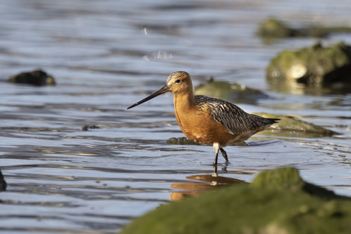 Bar-tailed Godwit - ML618143977