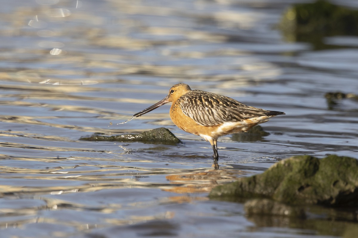 Bar-tailed Godwit - ML618143978