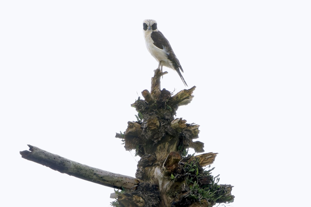 Laughing Falcon - Martjan Lammertink