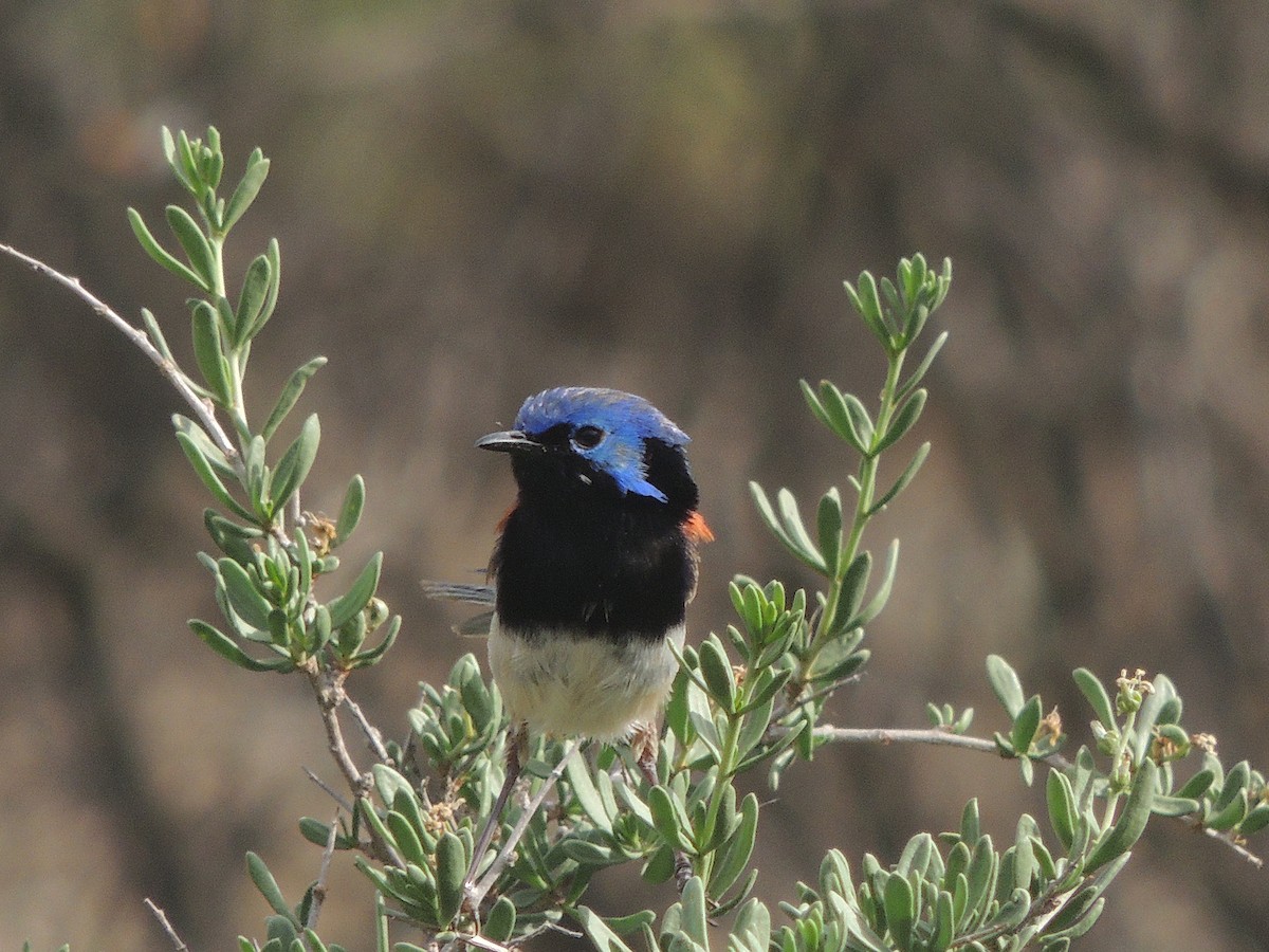 Purple-backed Fairywren - George Vaughan