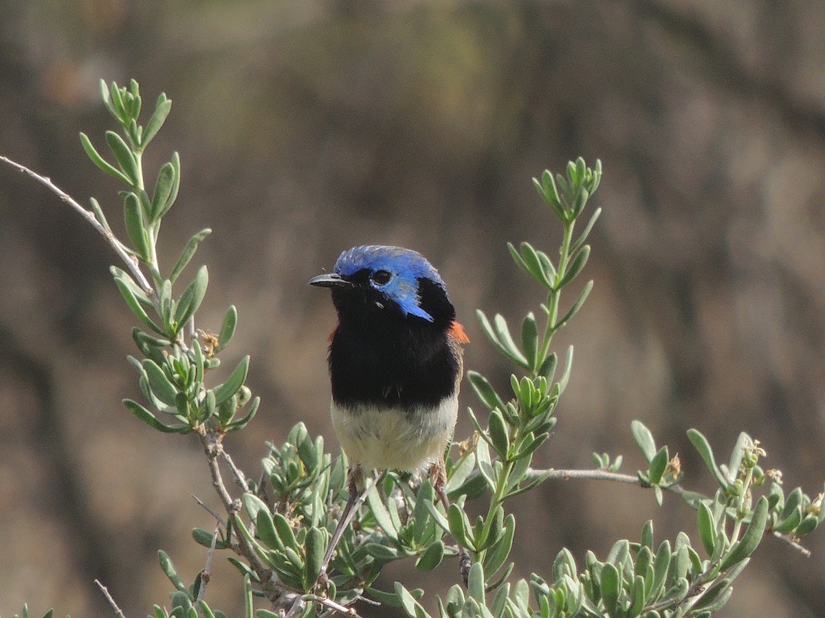 Purple-backed Fairywren - George Vaughan