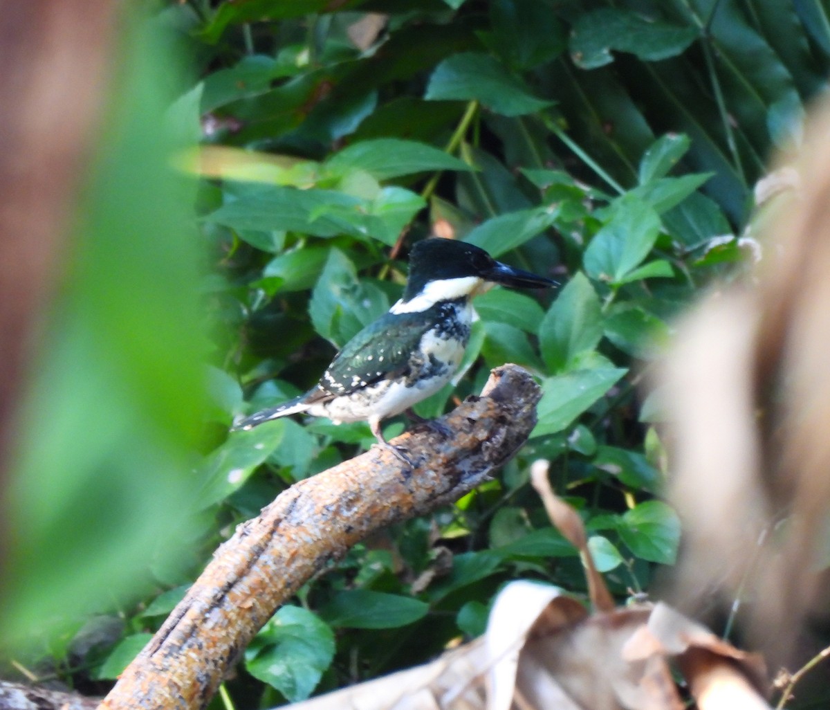 Green Kingfisher - Cristina Cauich -Tzab