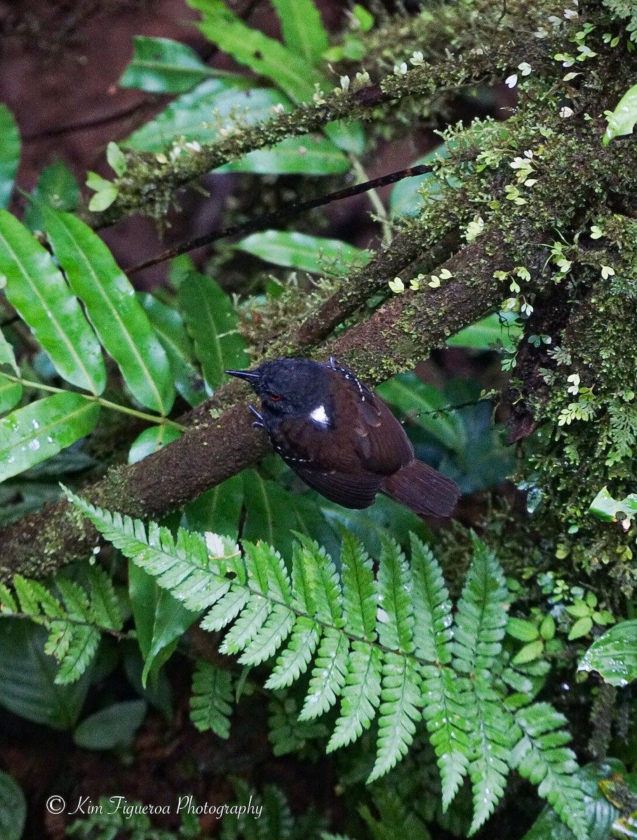 Dull-mantled Antbird - ML618144035