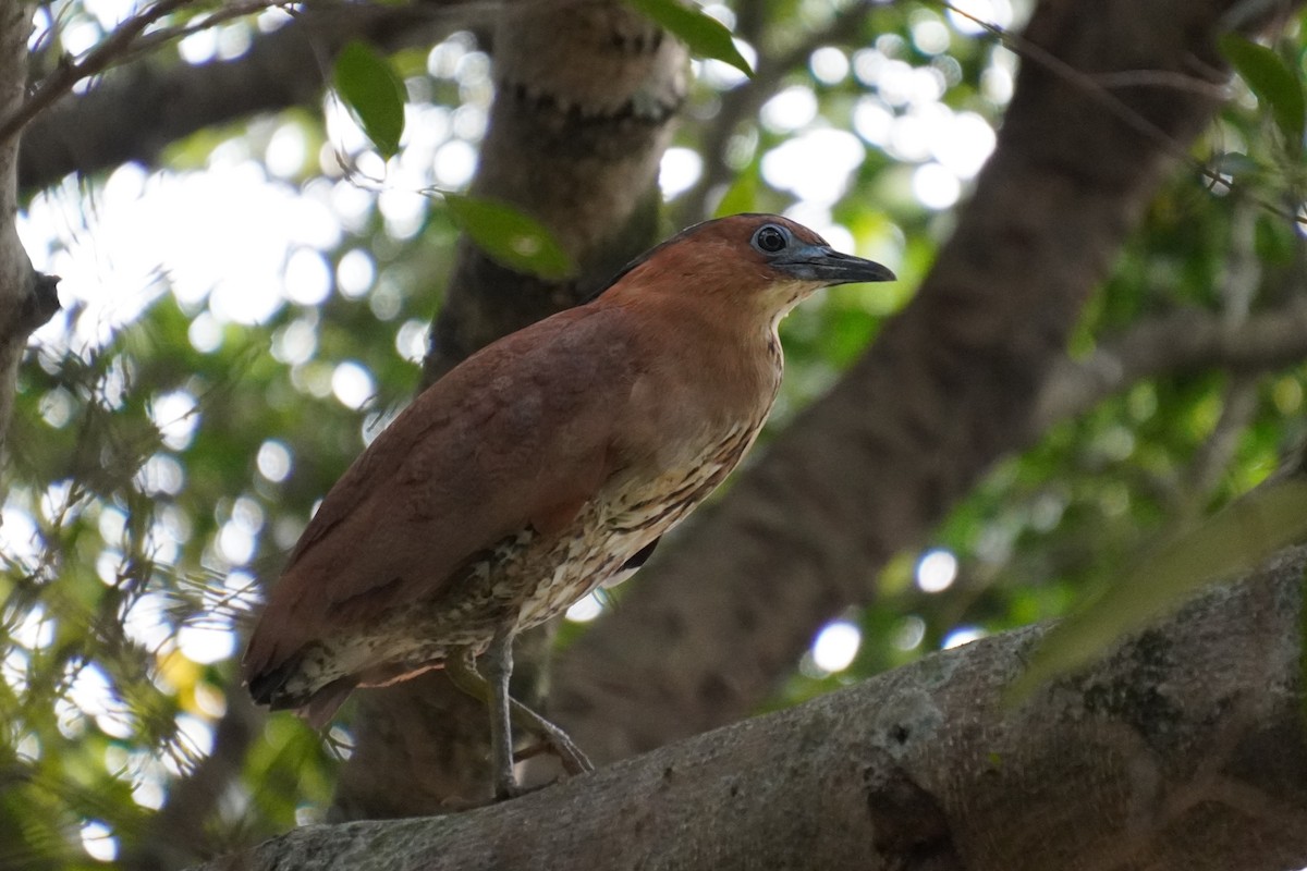 Malayan Night Heron - 吳 致謙