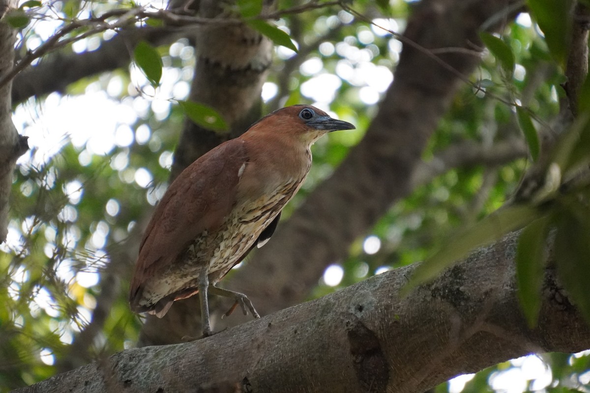 Malayan Night Heron - 吳 致謙