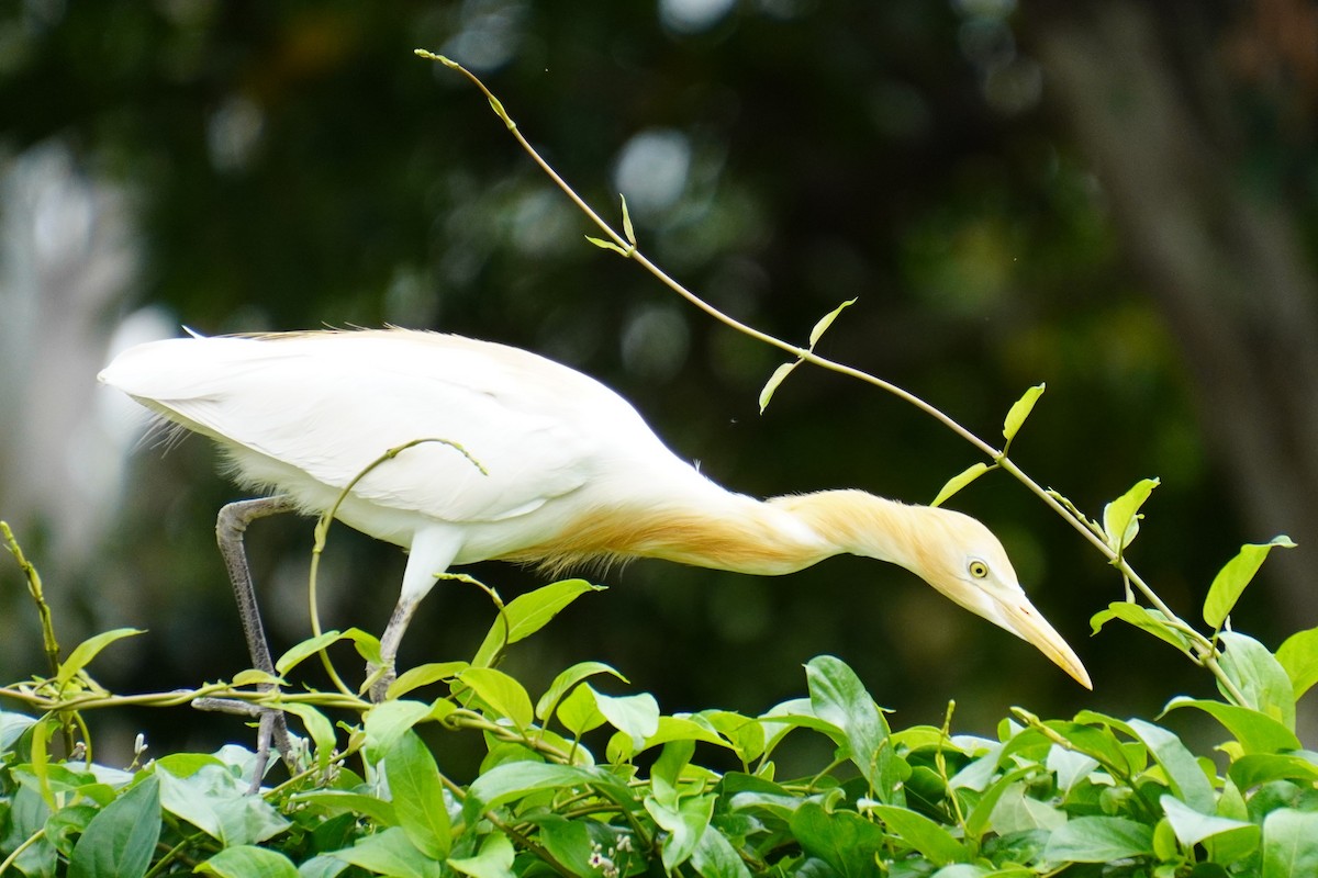 Eastern Cattle-Egret - 吳 致謙