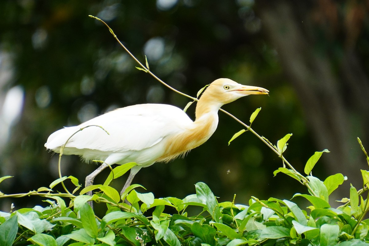 Eastern Cattle Egret - 吳 致謙