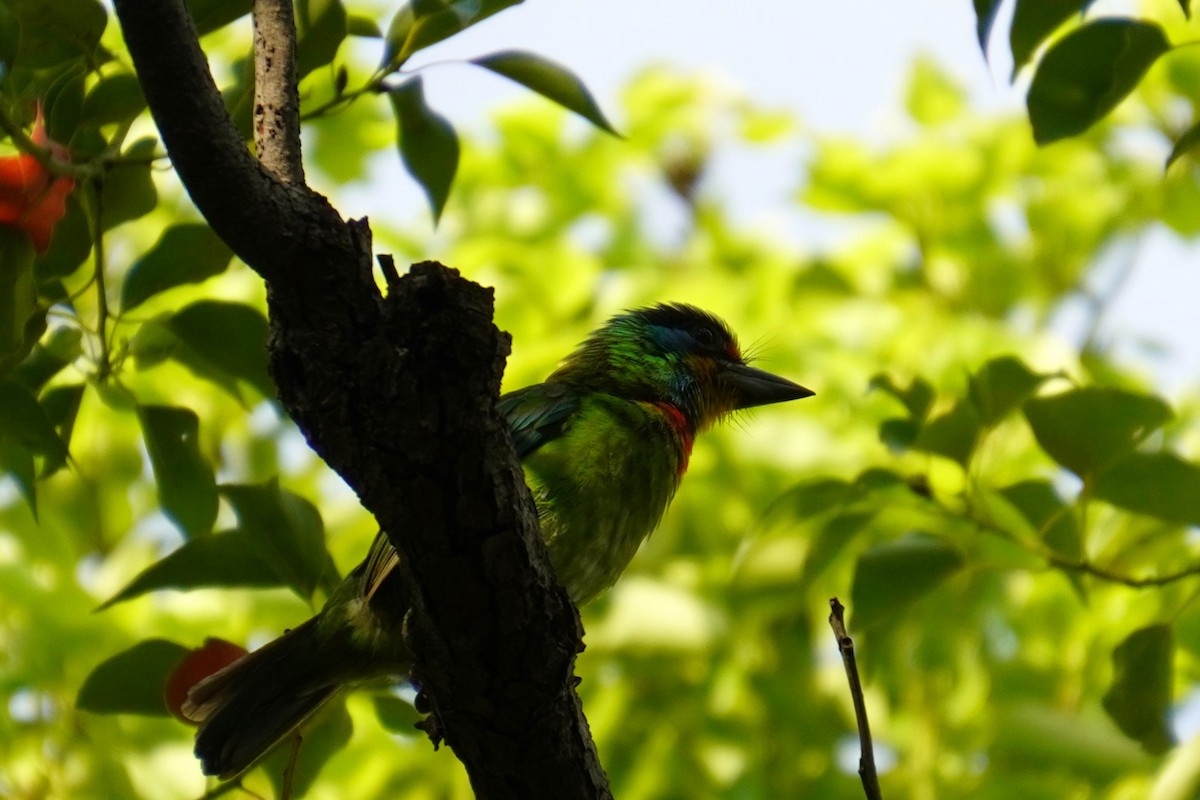 Taiwan Barbet - 吳 致謙