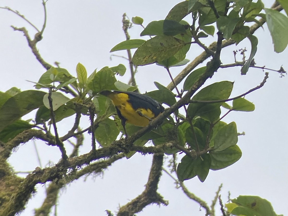 Blue-and-gold Tanager - Kim Figueroa