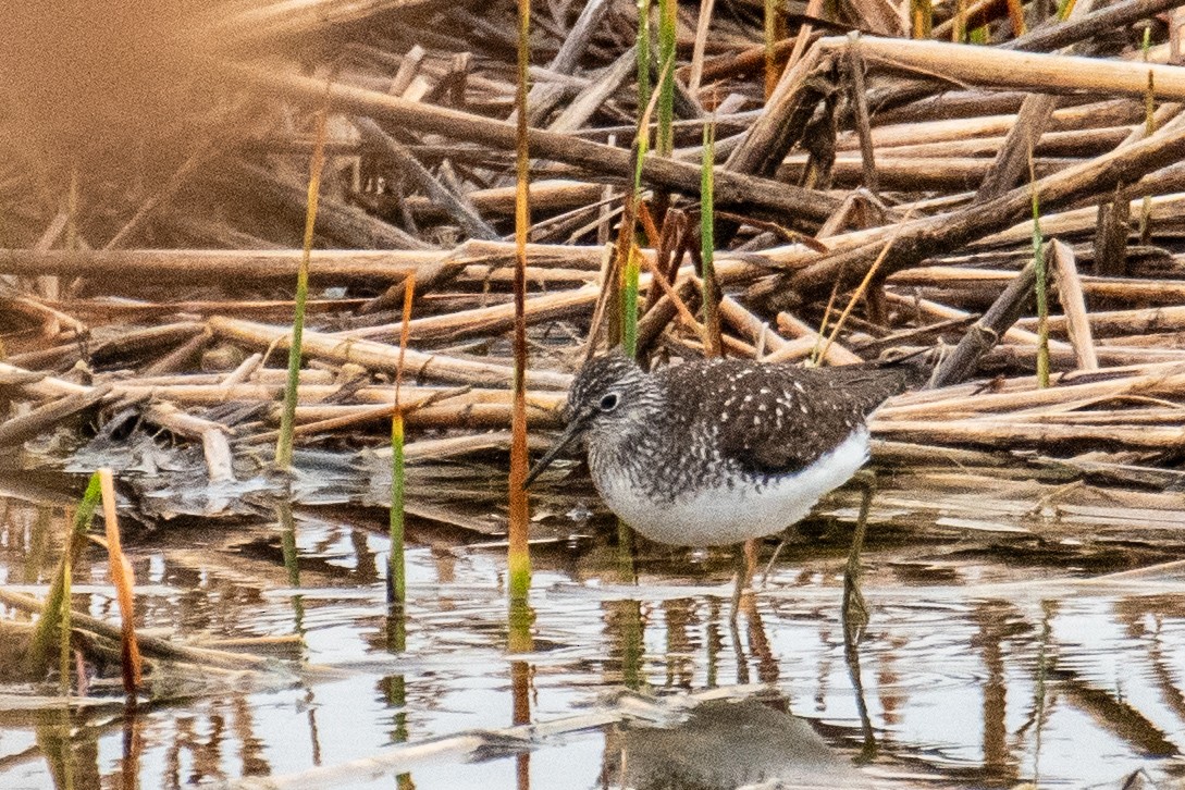 Solitary Sandpiper - Joshua  Vincent