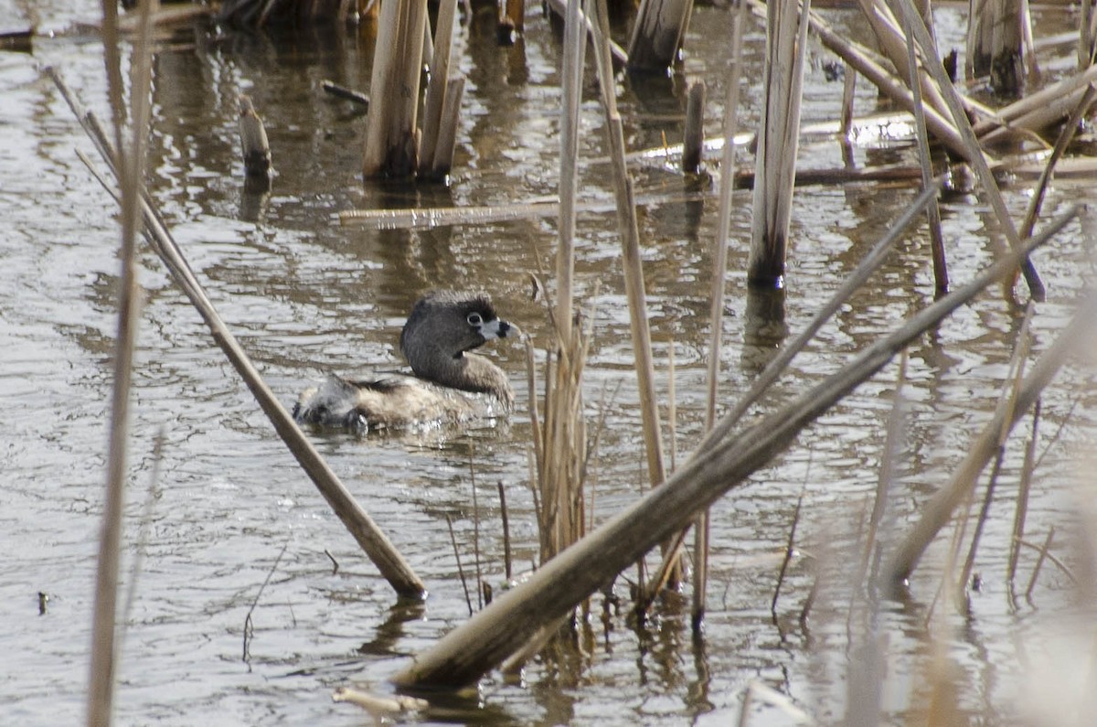 Pied-billed Grebe - Lise De Longchamp