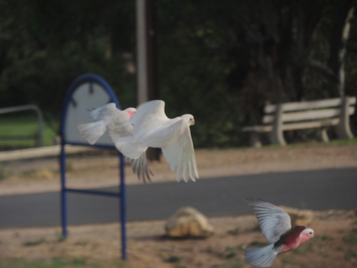 Little Corella - George Vaughan