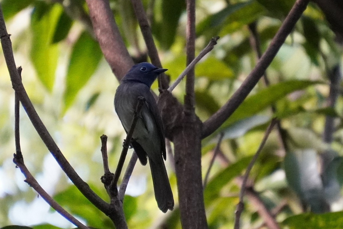 Black-naped Monarch - 吳 致謙