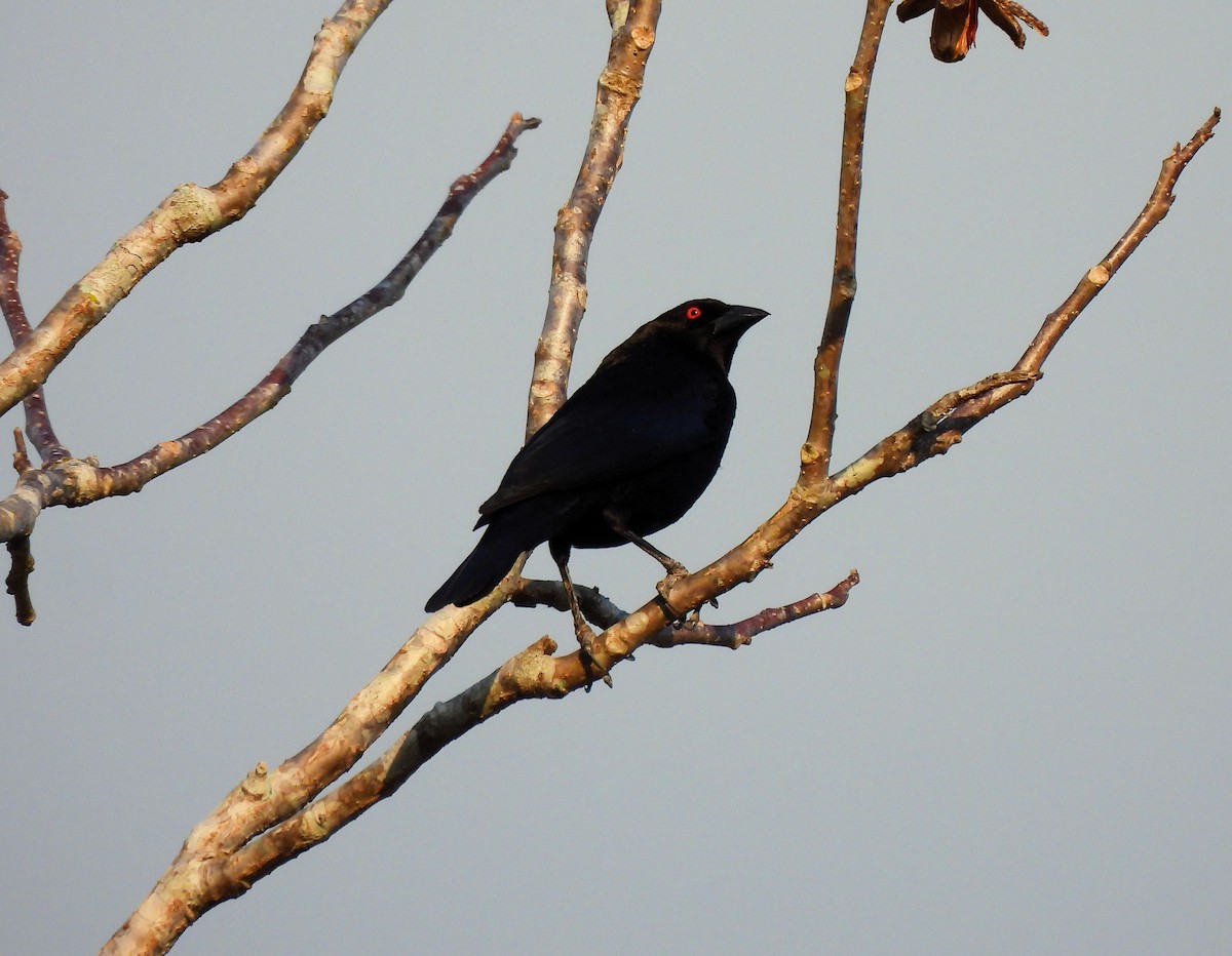 Bronzed Cowbird - Cristina Cauich -Tzab