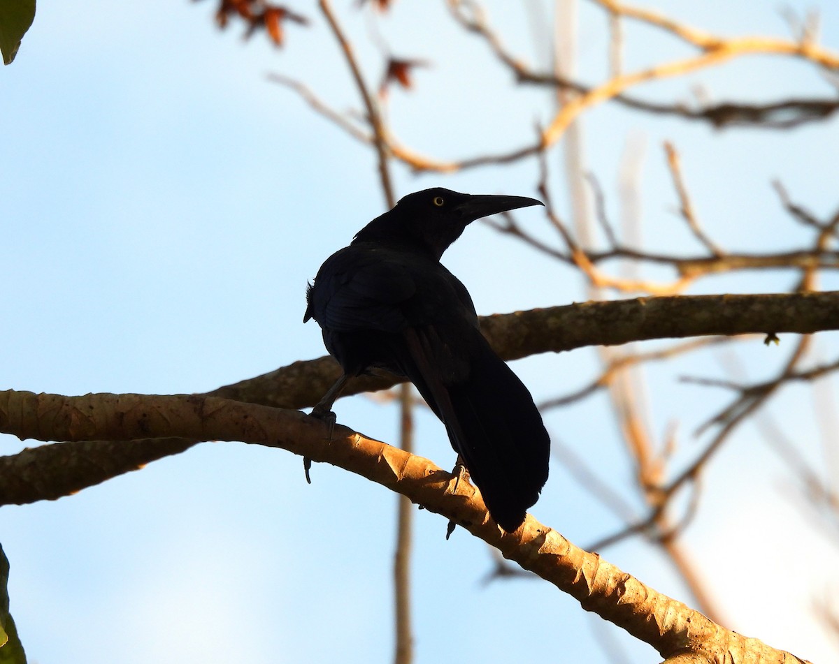 Great-tailed Grackle - Cristina Cauich -Tzab