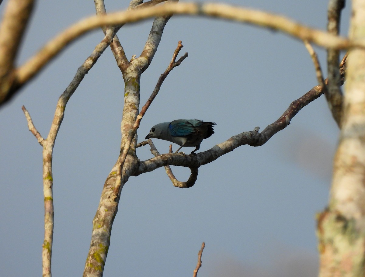 Blue-gray Tanager - Cristina Cauich -Tzab