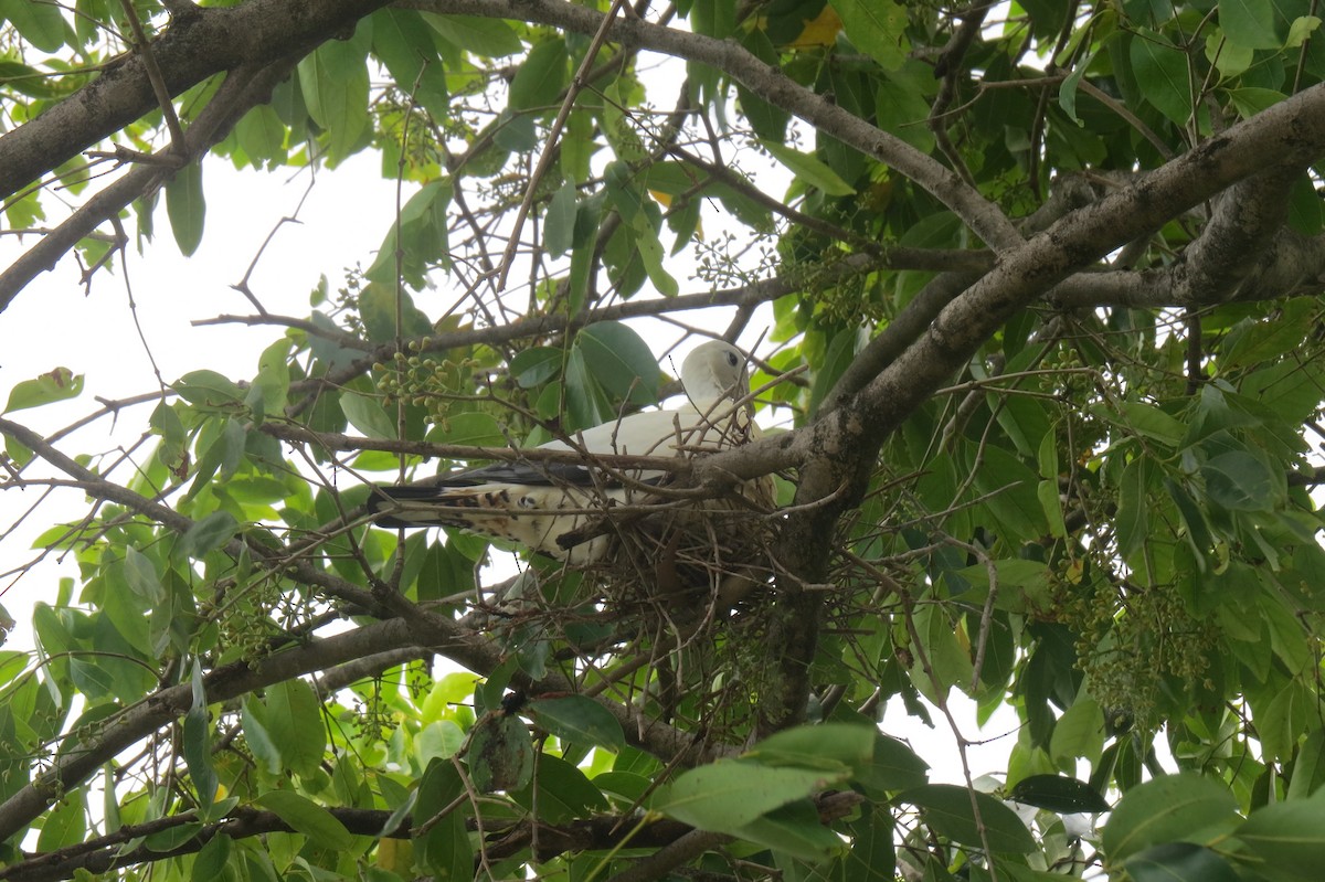 Torresian Imperial-Pigeon - Kurt Gaskill