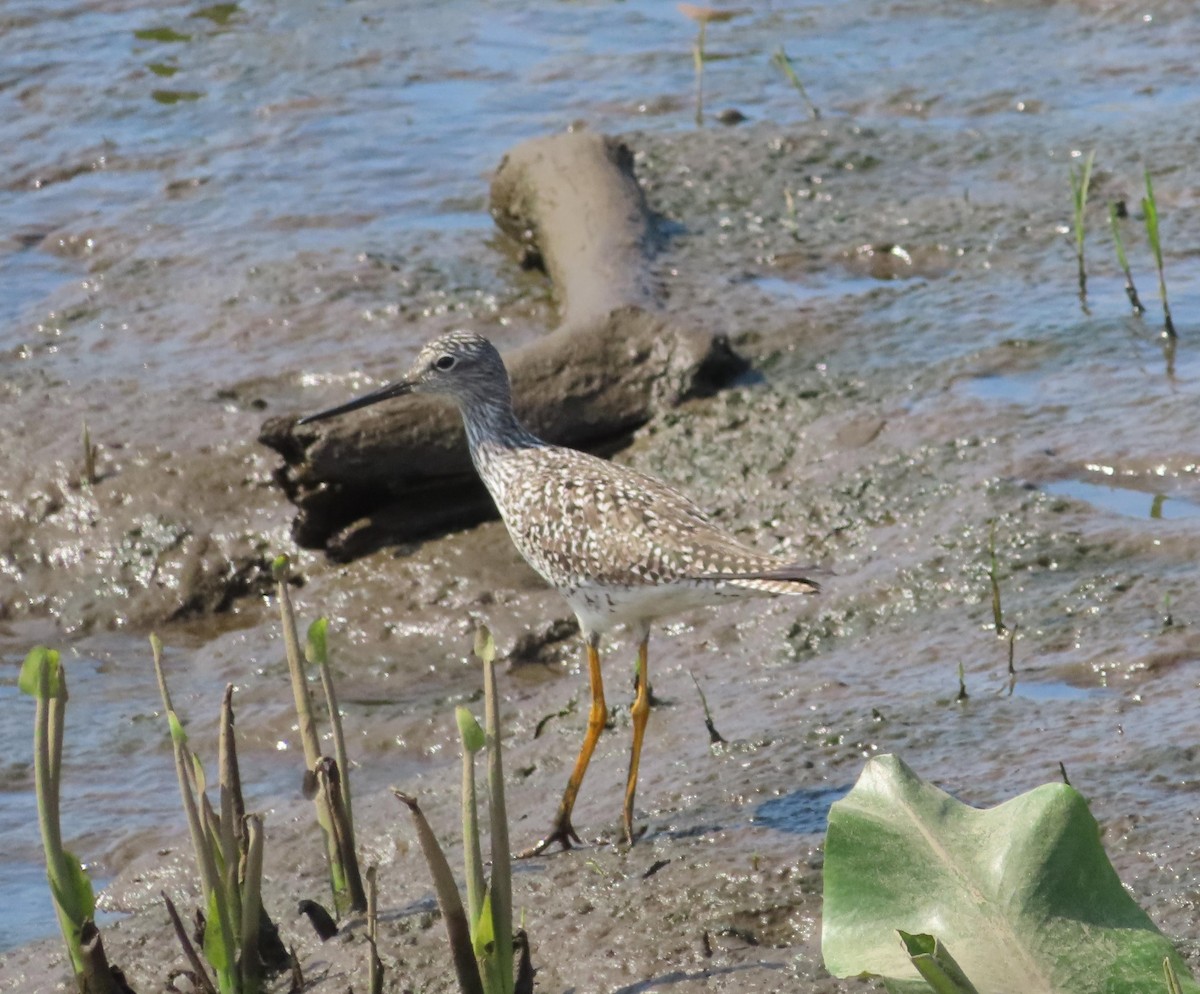 Greater Yellowlegs - Jaume Sastre Garriga