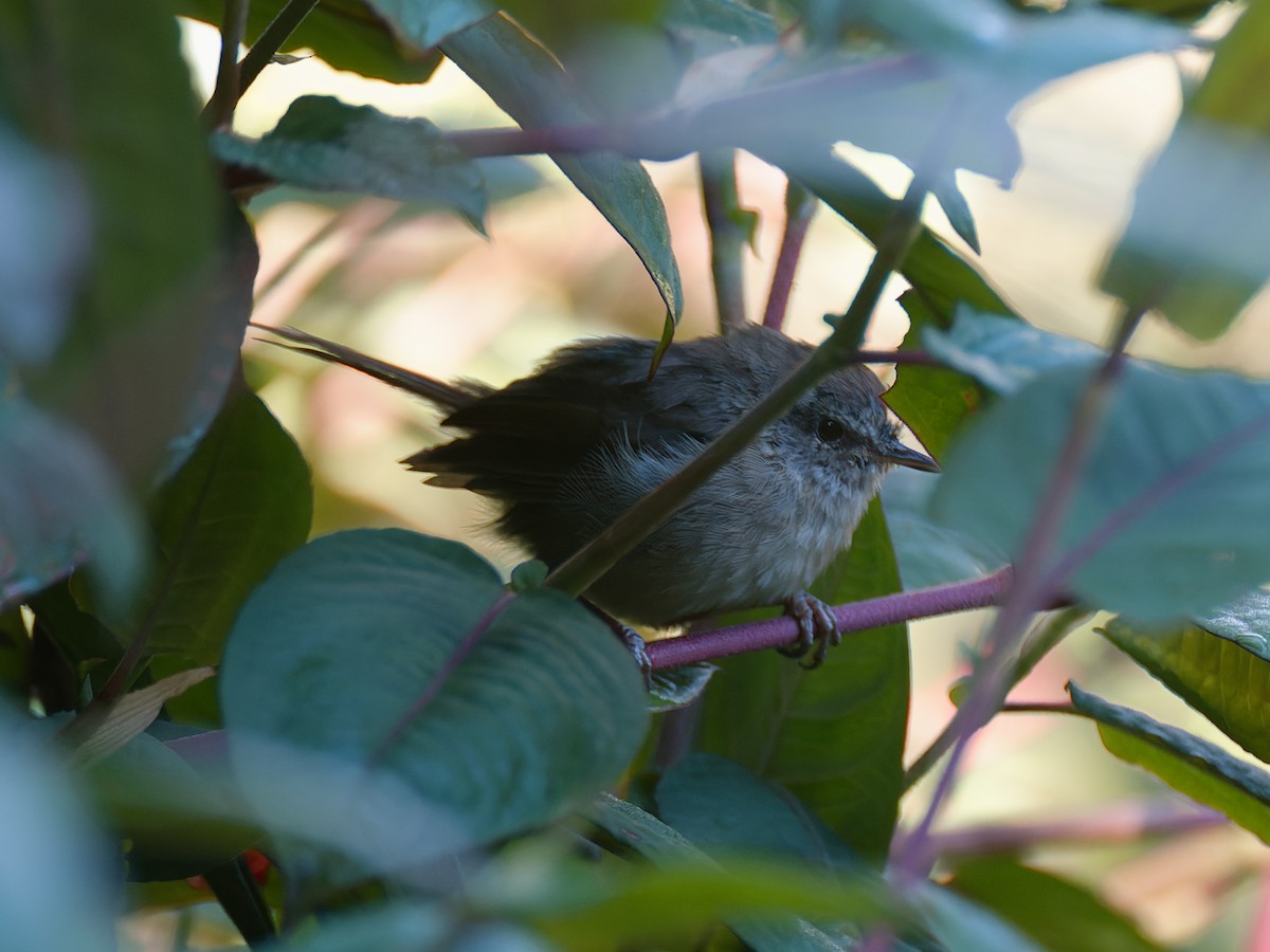 Aberrant Bush Warbler (Sunda) - Oleg Chernyshov