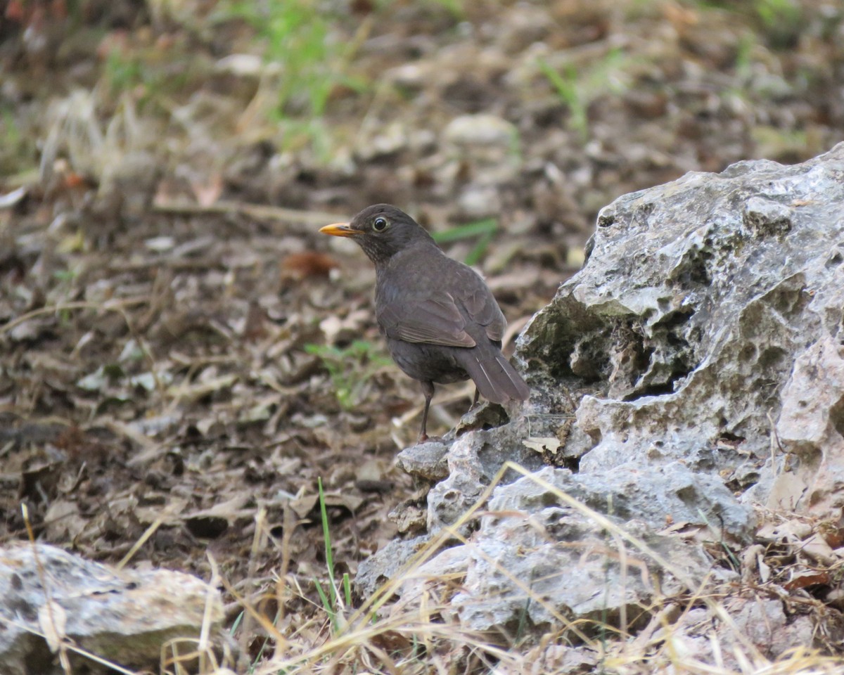 Eurasian Blackbird - ML618144152