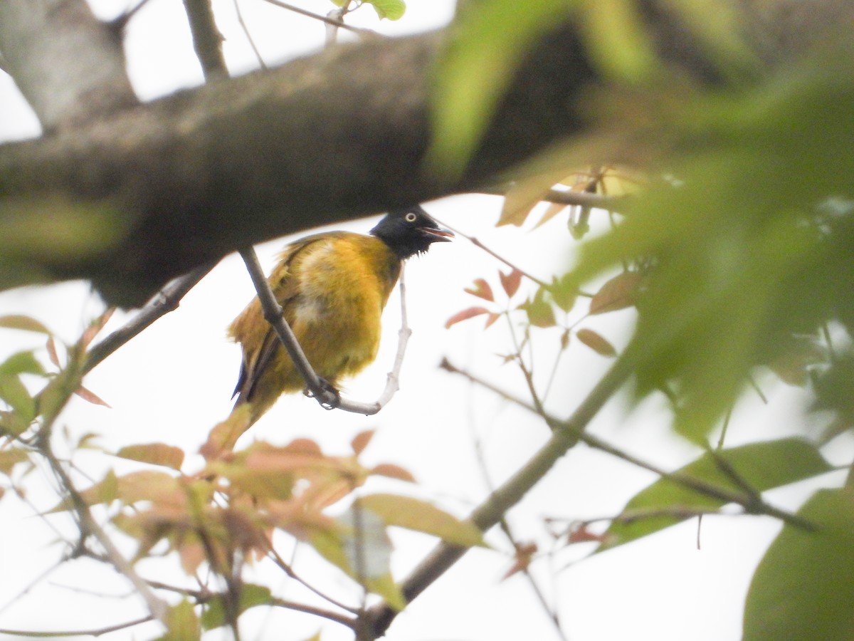 Bulbul à huppe noire - ML618144174