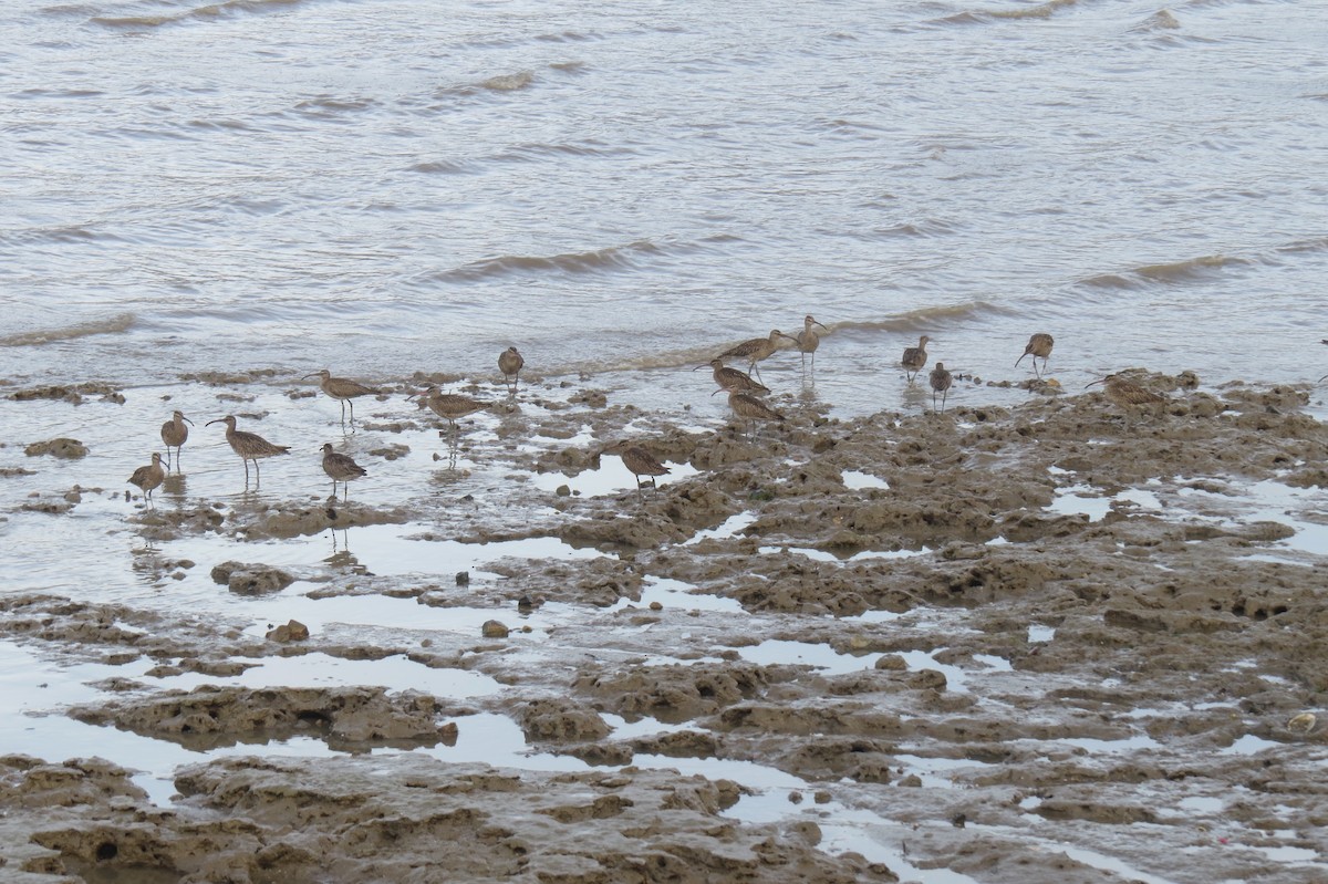 Whimbrel - Kurt Gaskill