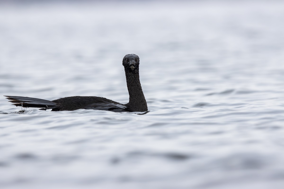 Magellanic Cormorant - ML618144201