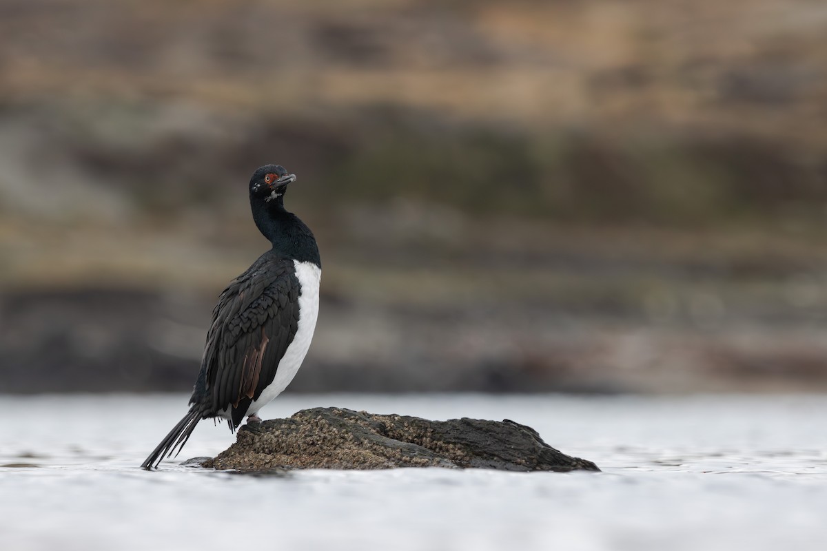 Cormorán Magallánico - ML618144203