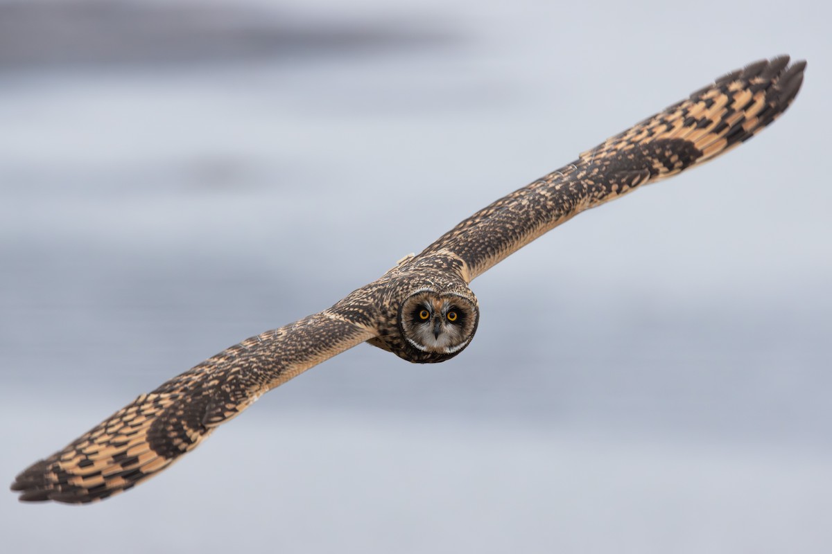 Short-eared Owl - Alex Smilor